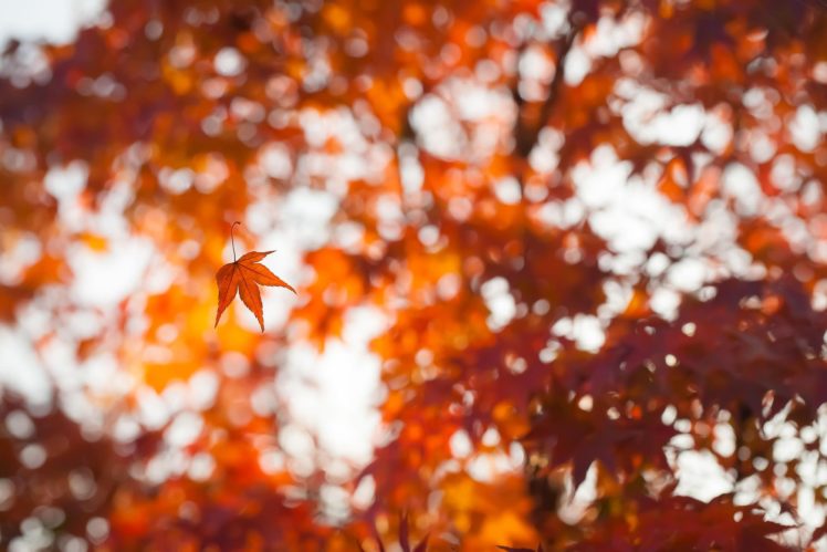 original, Photo, Beauty, Amazing, Landscape, Tree, Autumn, Leaves HD Wallpaper Desktop Background