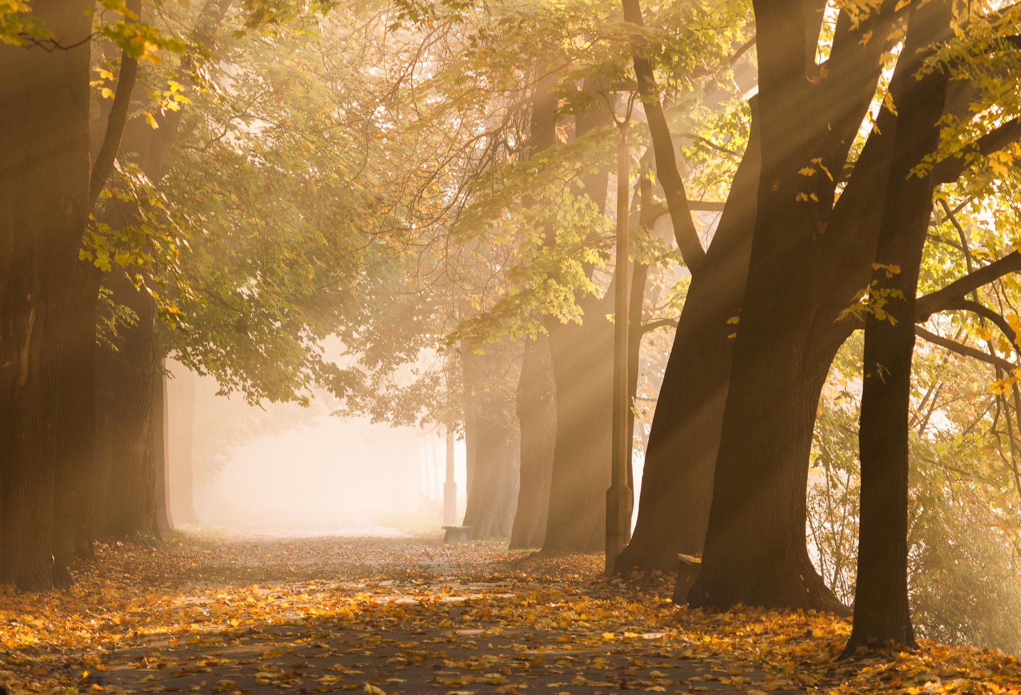 original, Photo, Beauty, Amazing, Landscape, Tree, Sunlight Wallpaper