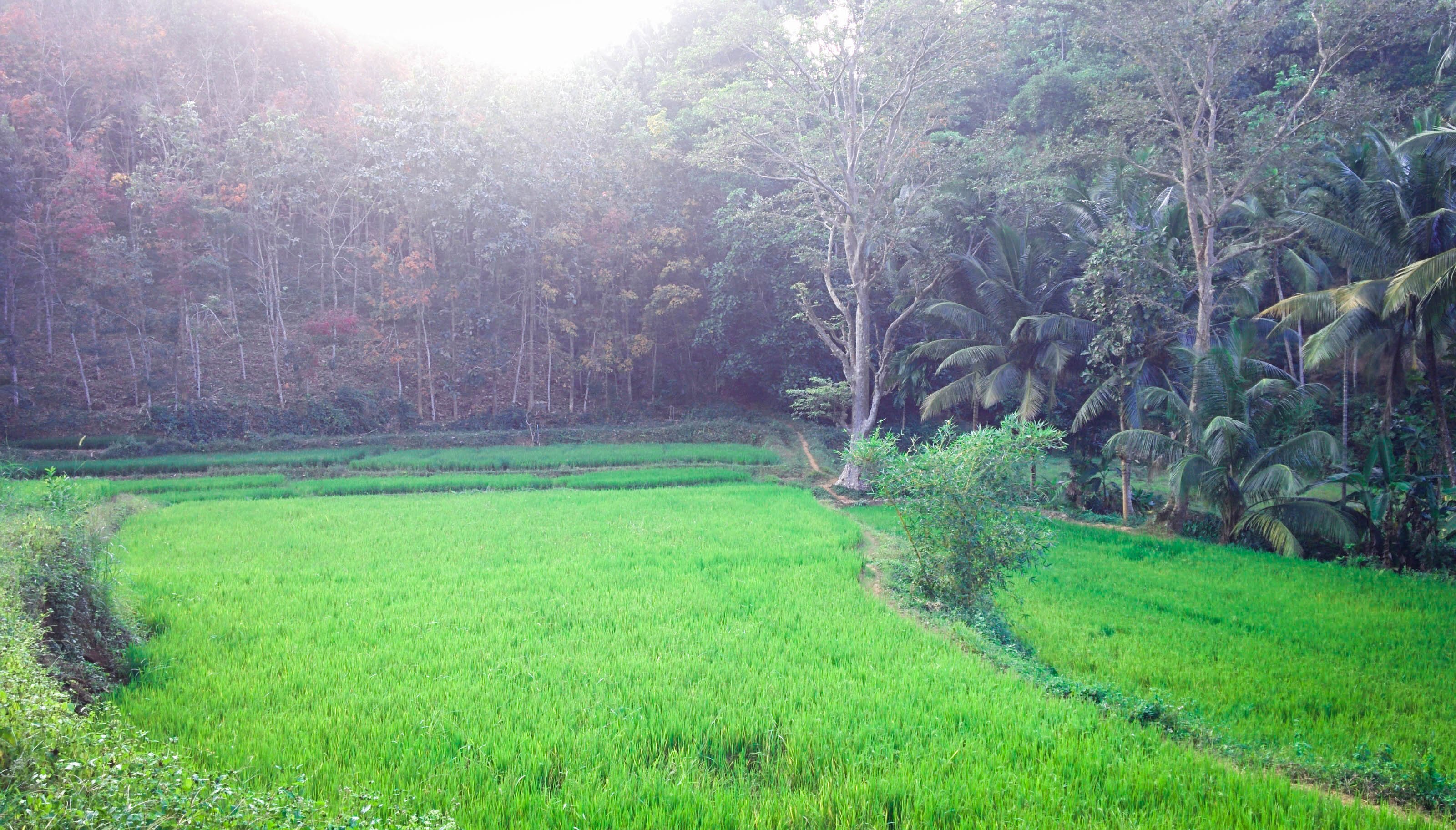 sri, Lankan, Paddyfield, Akade, Village Wallpaper