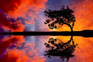 landscapes, Trees, Reflections