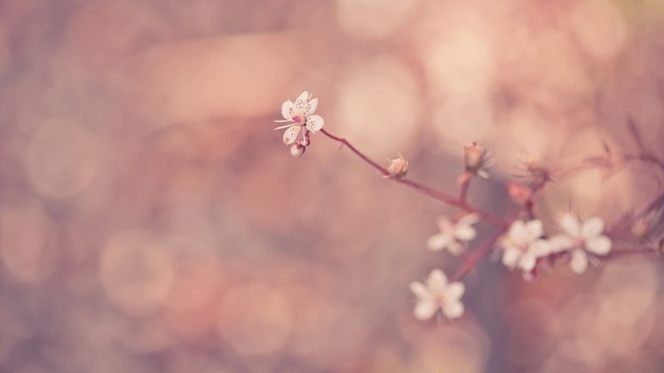 flower, Spring, Nature, Beauty HD Wallpaper Desktop Background
