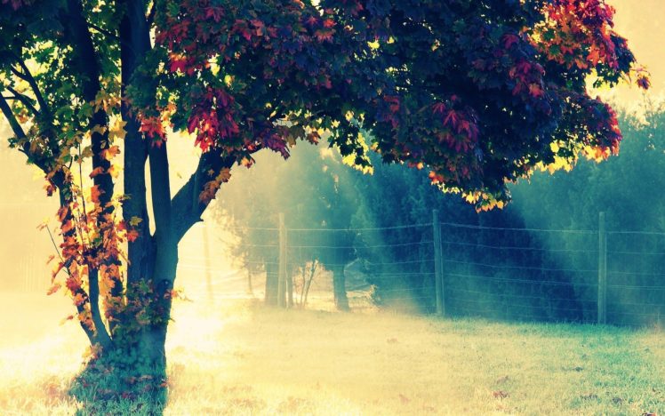 tree, Nature, Beauty, Sunlight HD Wallpaper Desktop Background
