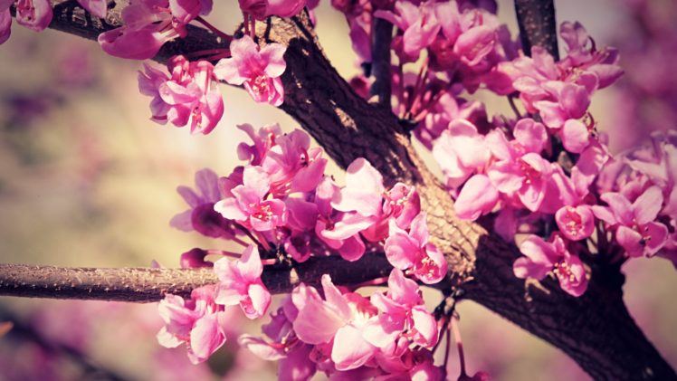 flower, Tree, Pink, Beauty, Nature HD Wallpaper Desktop Background