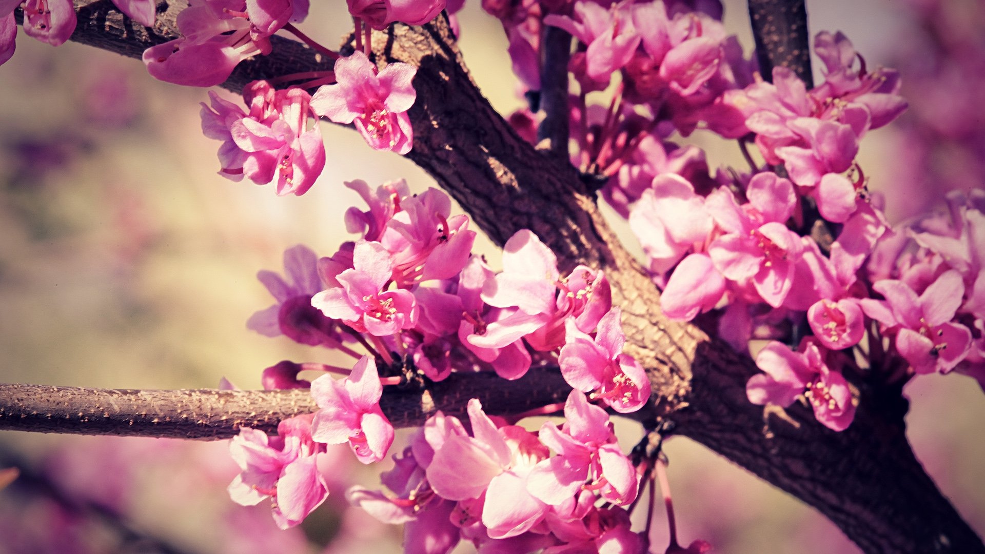 flower, Tree, Pink, Beauty, Nature Wallpaper