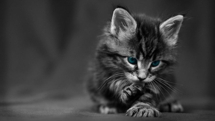 cute, Blue, Eyes, Cat, Baby, Kitten HD Wallpaper Desktop Background