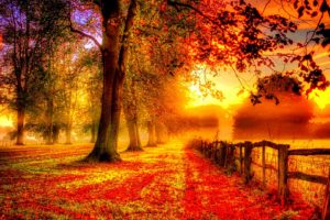 autumn, Season, Fall, Color, Tree, Forest, Nature, Landscape