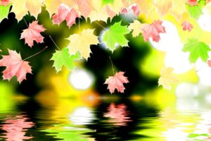 autumn, Season, Fall, Color, Tree, Forest, Nature, Landscape