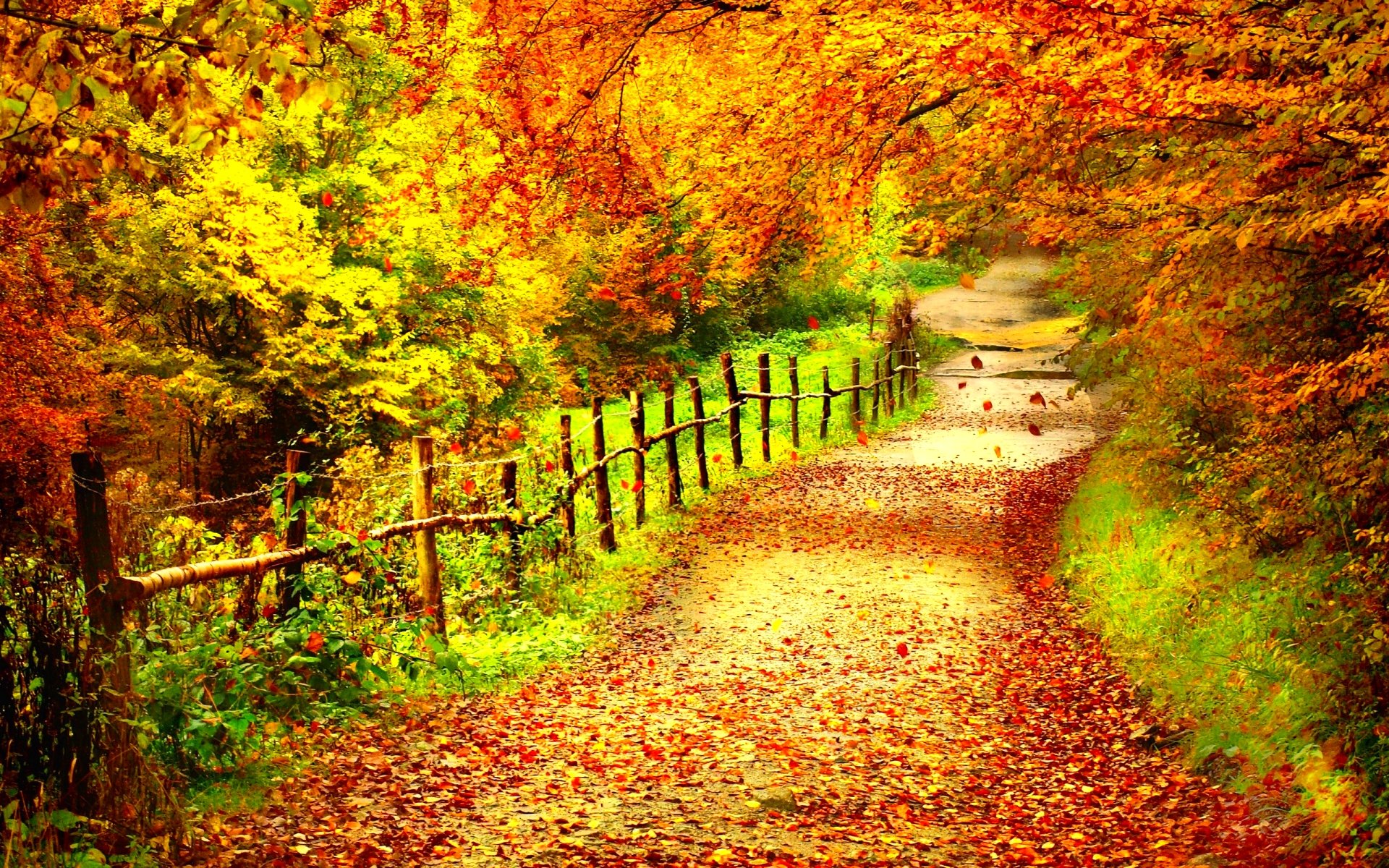 autumn, Season, Fall, Color, Tree, Forest, Nature, Landscape Wallpaper