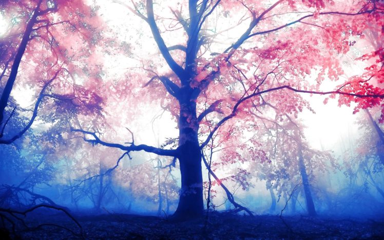 autumn, Season, Fall, Color, Tree, Forest, Nature, Landscape HD Wallpaper Desktop Background