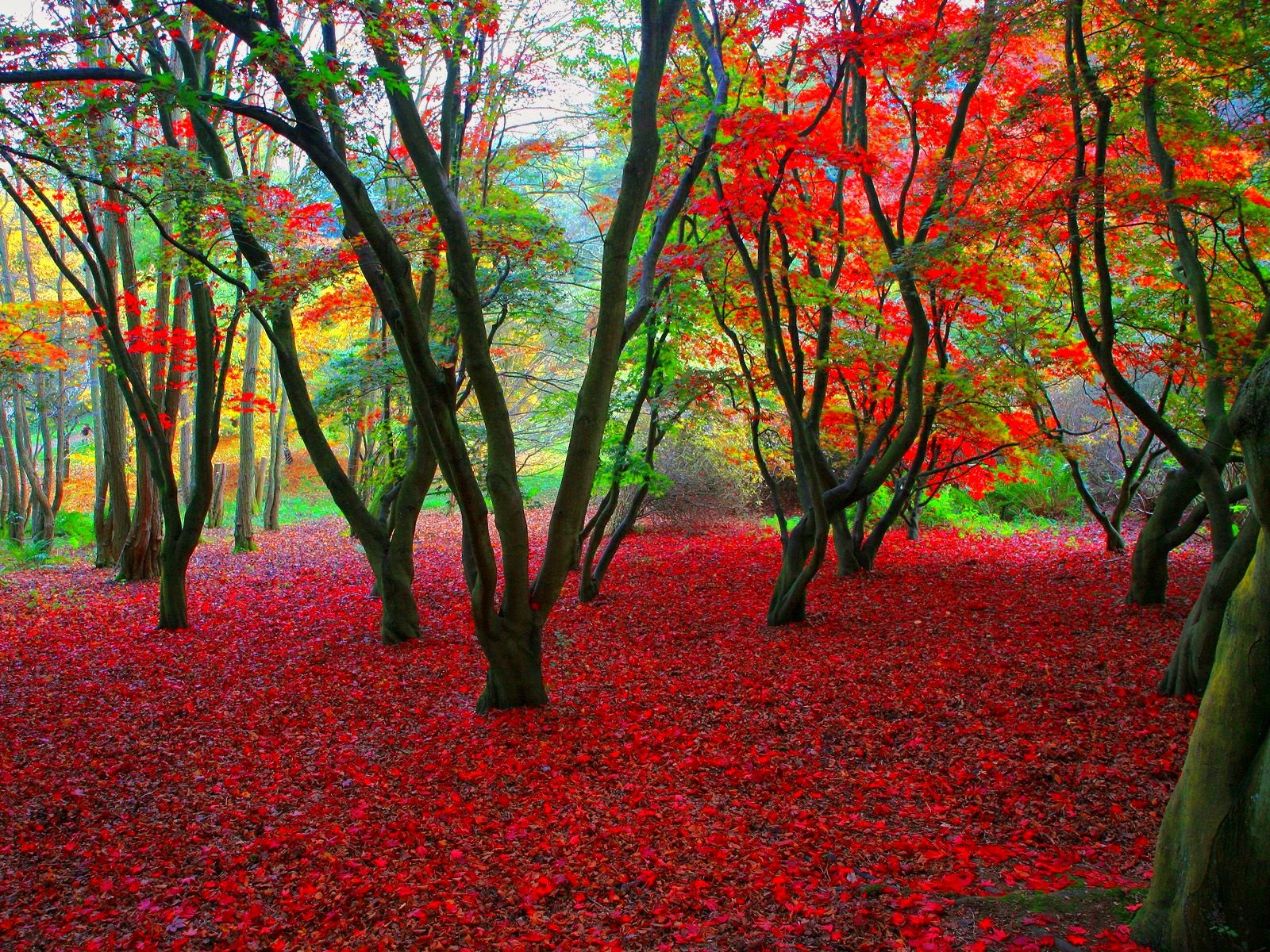 autumn, Season, Fall, Color, Tree, Forest, Nature, Landscape Wallpaper