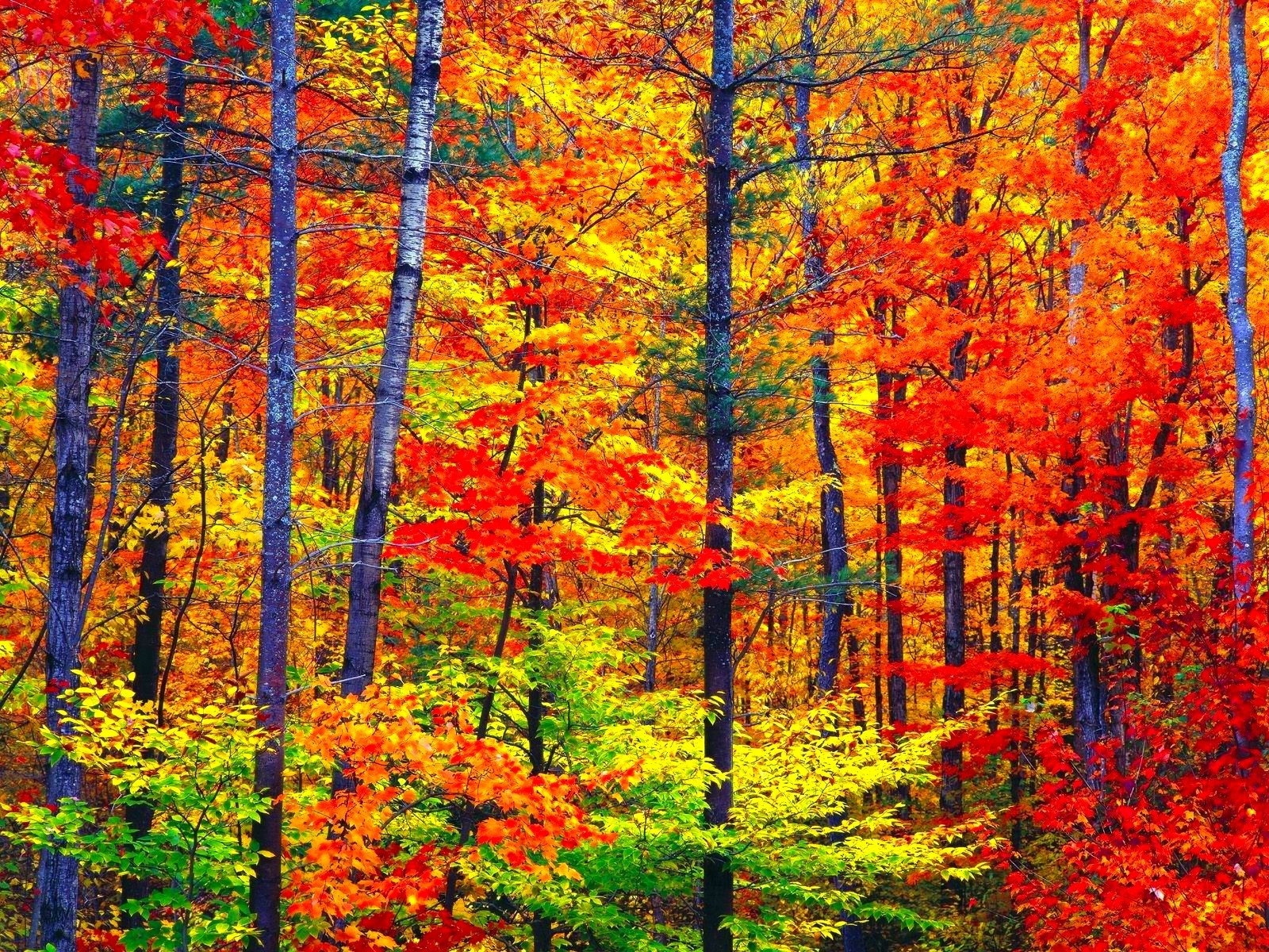 Autumn Season Fall Color Tree Forest Nature Landscape Wallpapers 