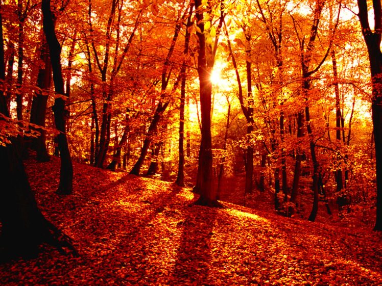 autumn, Season, Fall, Color, Tree, Forest, Nature, Landscape Wallpapers ...