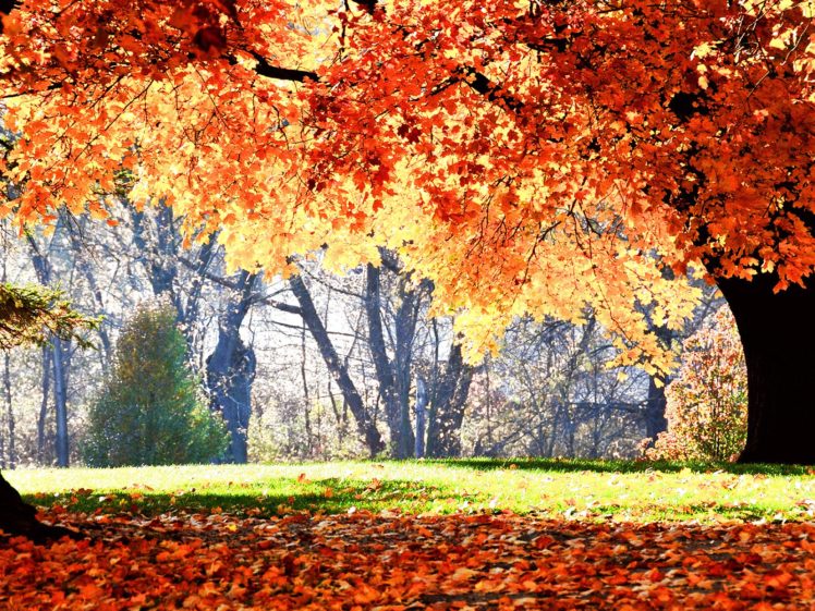 autumn, Season, Fall, Color, Tree, Forest, Nature, Landscape Wallpapers ...