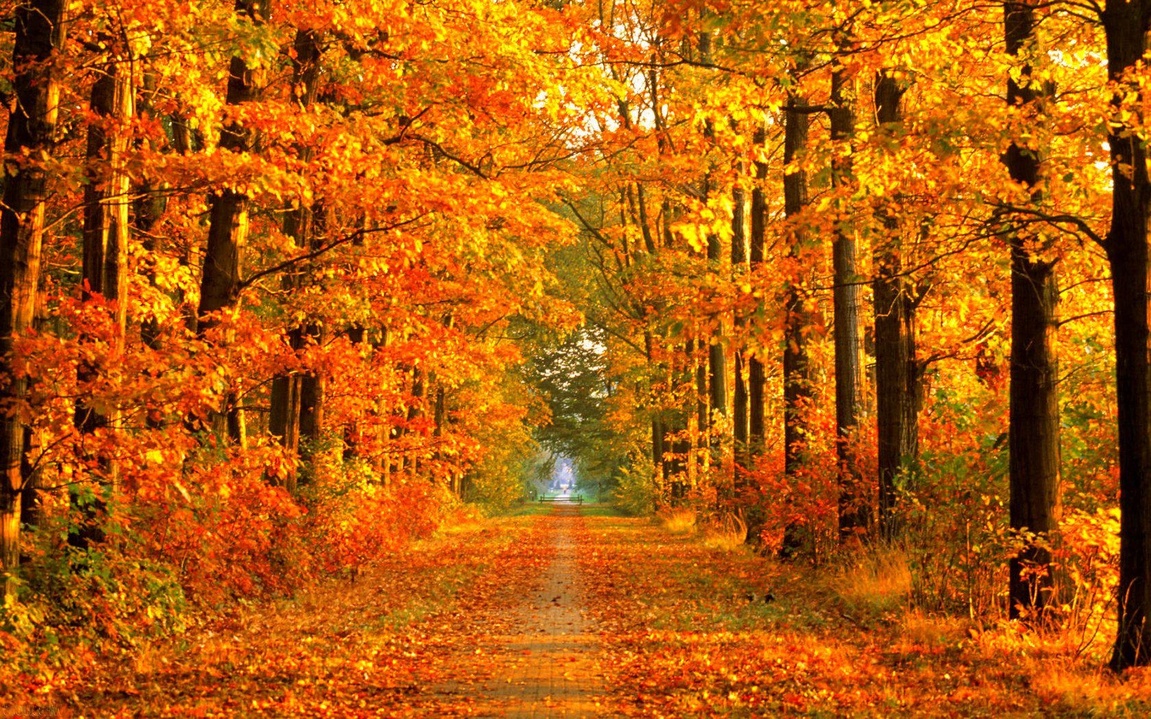 autumn, Season, Fall, Color, Tree, Forest, Nature, Landscape Wallpaper