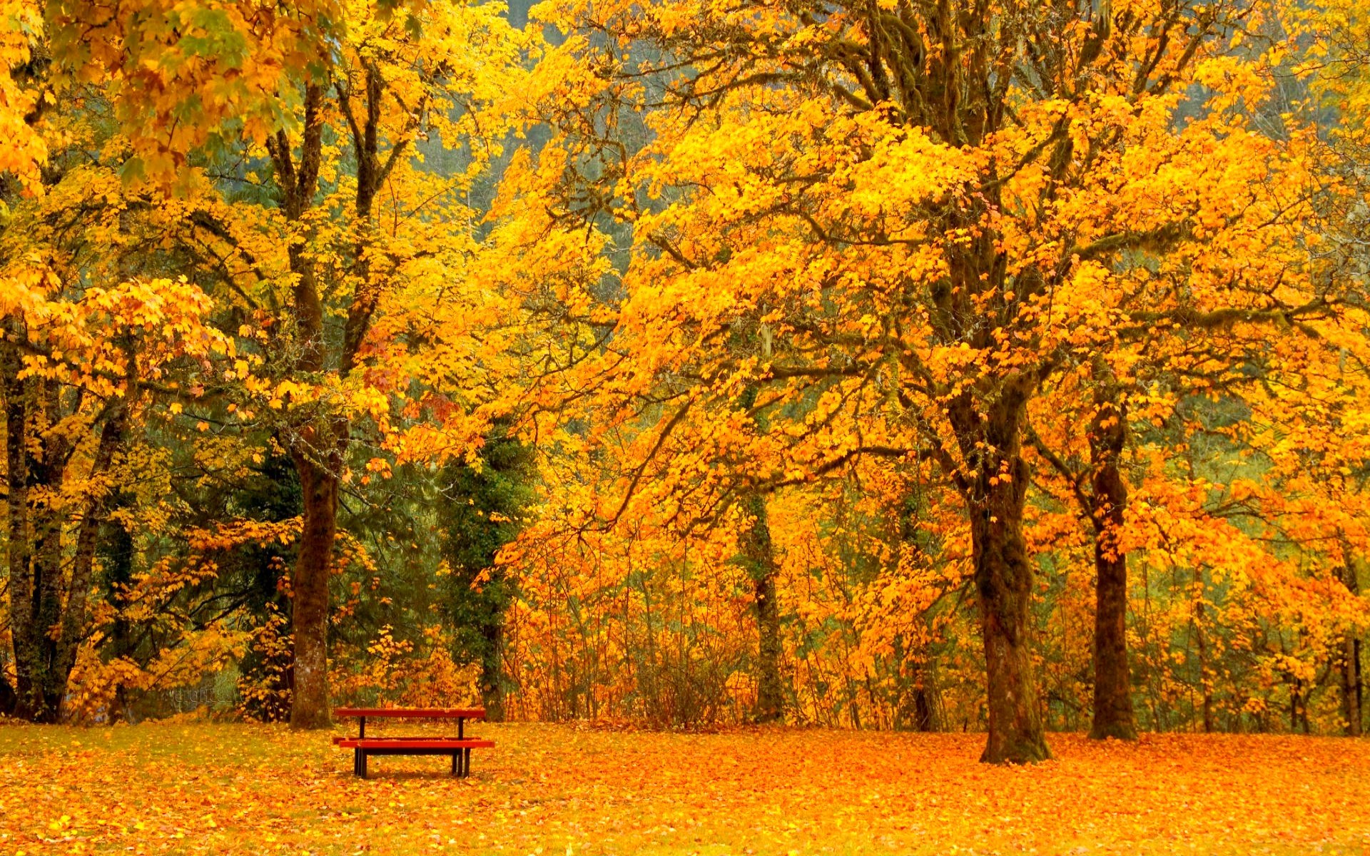 Autumn Fall Season Nature Landscape Leaf Leaves Color Seasons