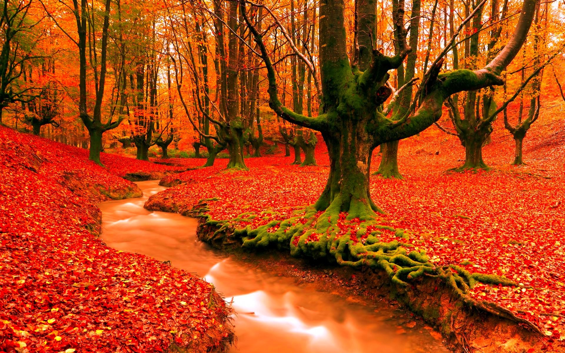 autumn, Fall, Season, Nature, Landscape, Leaf, Leaves, Color, Seasons ...