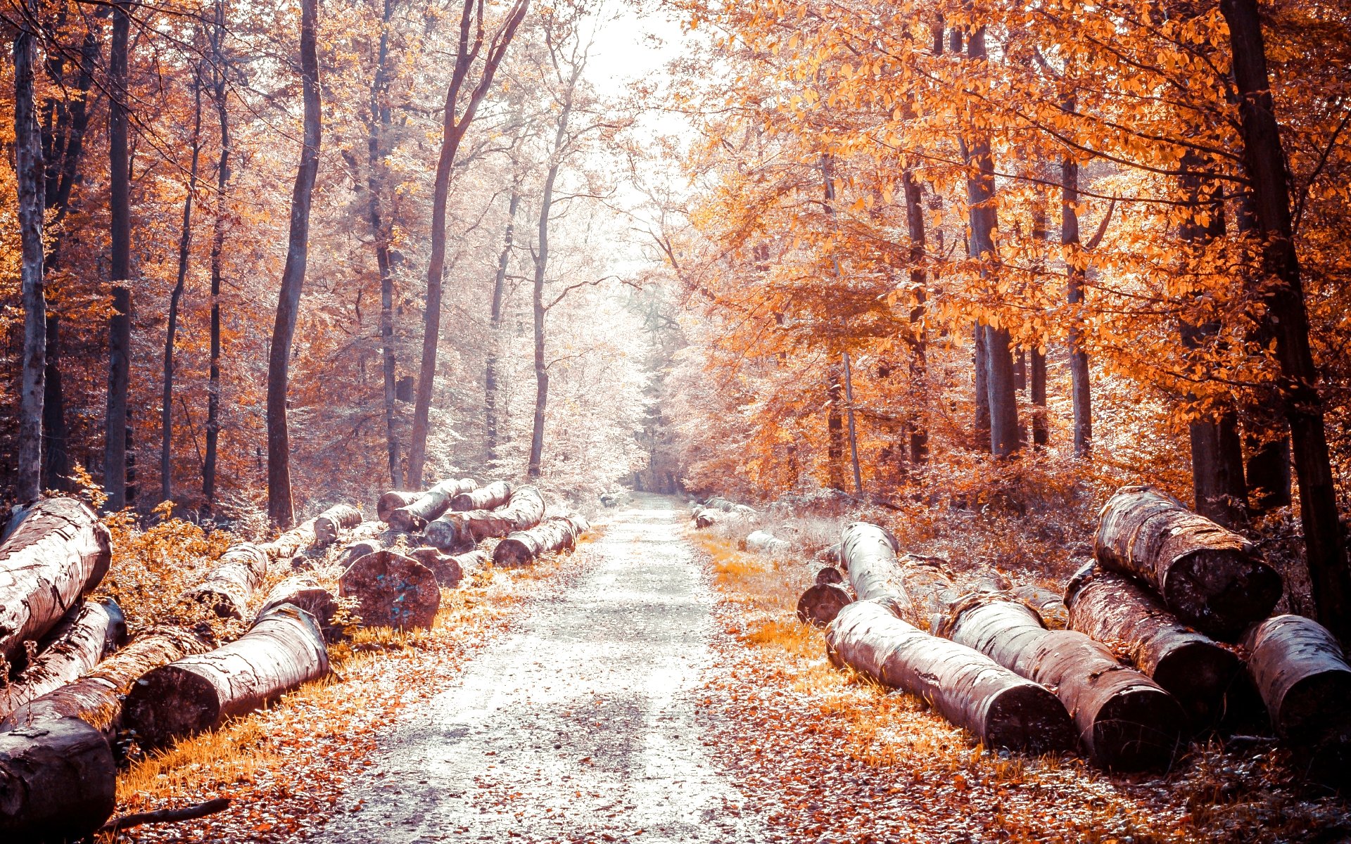 autumn, Fall, Season, Nature, Landscape, Leaf, Leaves, Color, Seasons, Tree