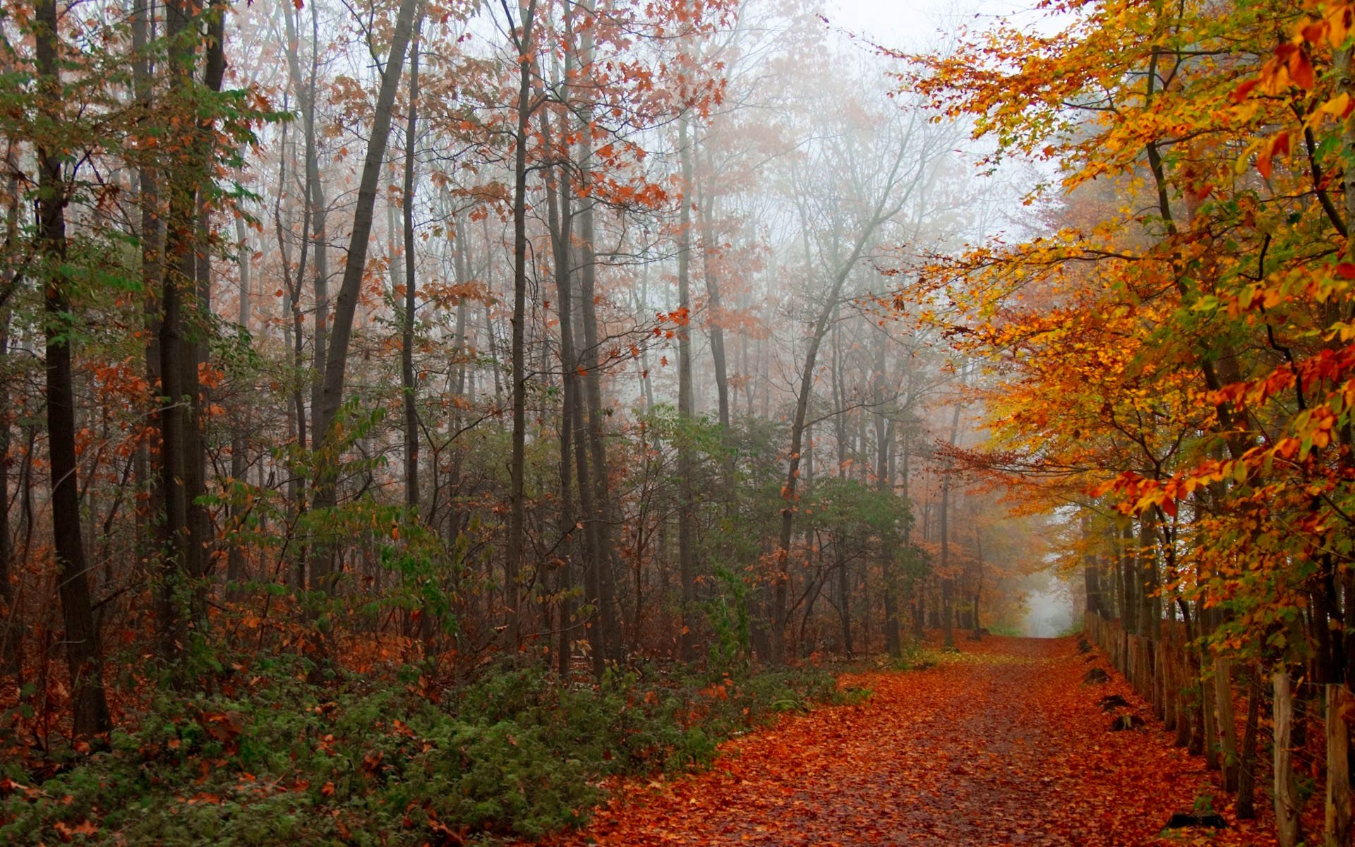 autumn, Fall, Season, Nature, Landscape, Leaf, Leaves, Color, Seasons, Tree, Forest Wallpaper