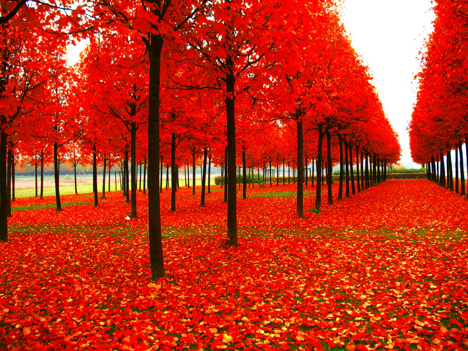autumn, Fall, Season, Nature, Landscape, Leaf, Leaves, Color, Seasons ...