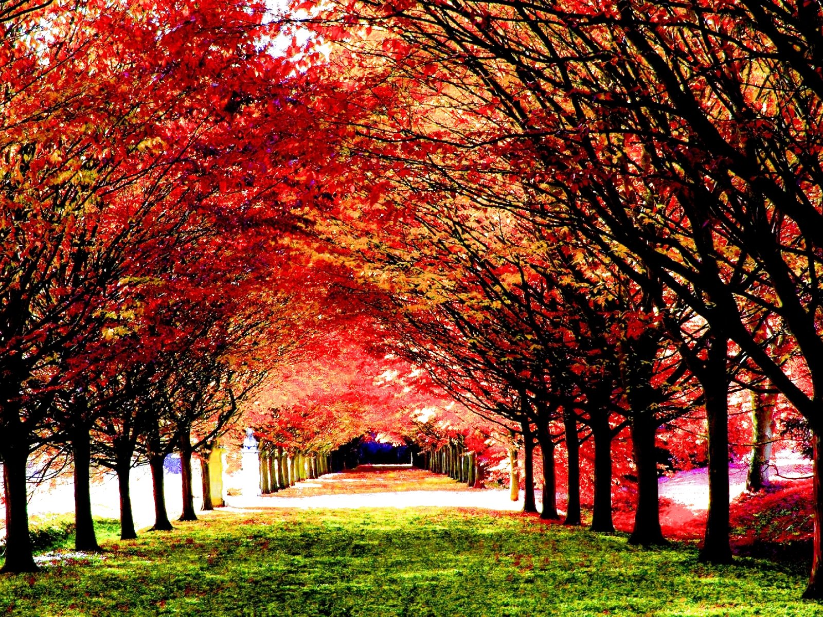 autumn, Fall, Season, Nature, Landscape, Leaf, Leaves, Color, Seasons ...