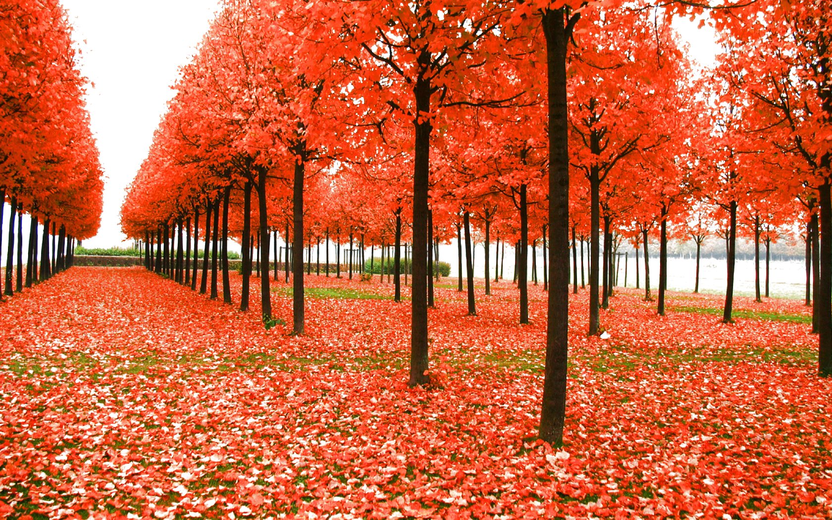 Wht Is Fall Season autumn, Fall, Season, Nature, Landscape, Leaf, Leaves, Color, Seasons ...