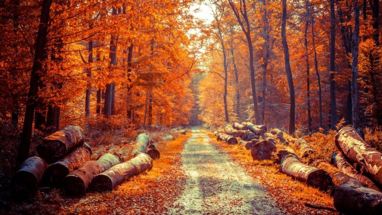 autumn, Fall, Season, Nature, Landscape, Leaf, Leaves, Color, Seasons, Tree, Forest HD Wallpaper Desktop Background