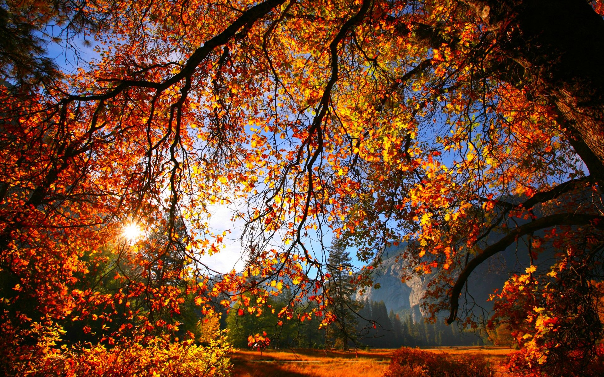 Autumn Fall Season Nature Landscape Leaf Leaves Color Seasons