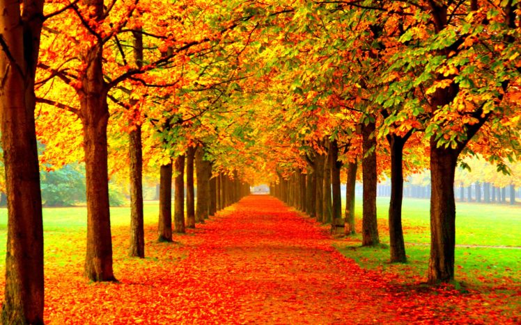 autumn, Fall, Season, Nature, Landscape, Leaf, Leaves, Color, Seasons, Tree, Forest HD Wallpaper Desktop Background