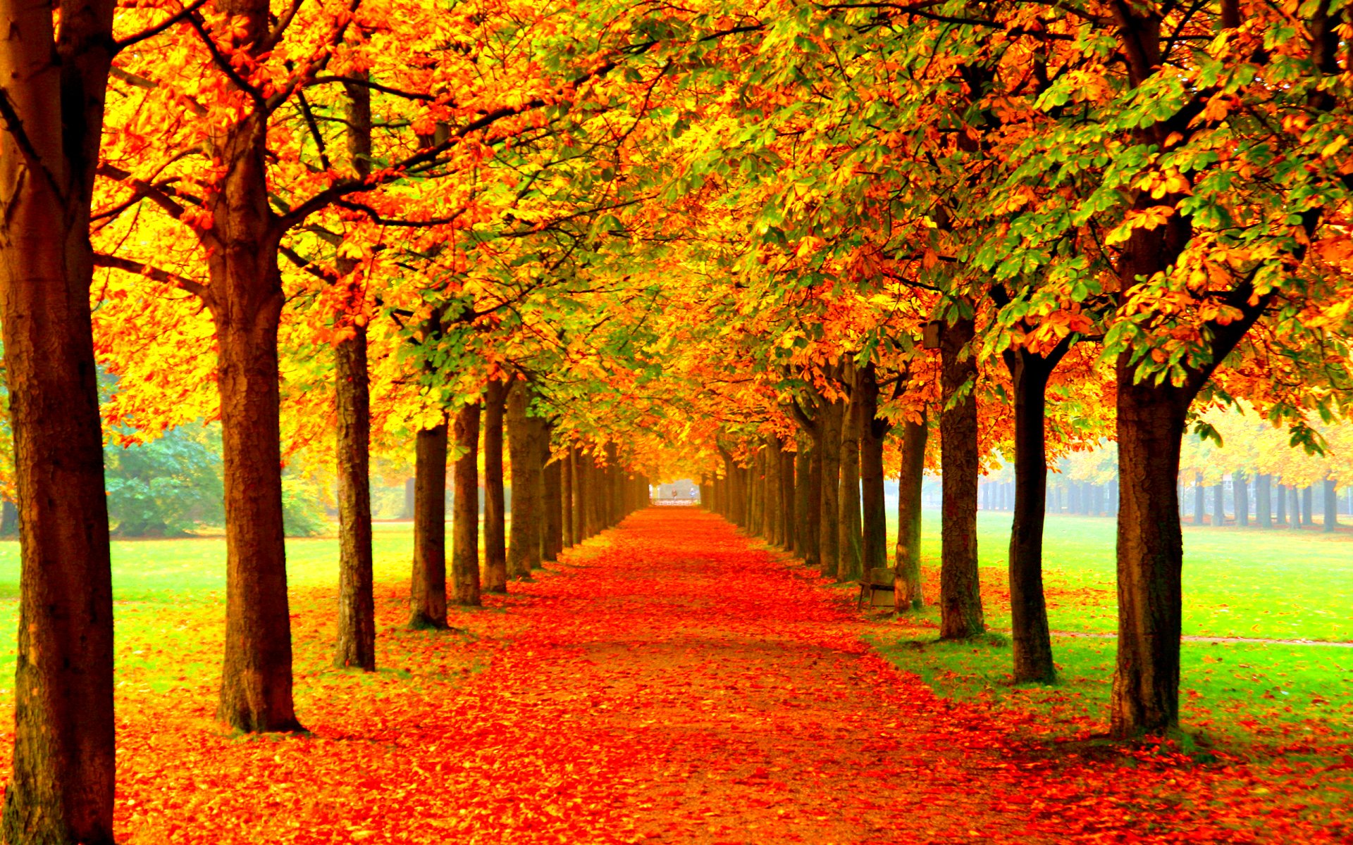 Autumn Fall Season Nature Landscape Leaf Leaves Color Seasons 