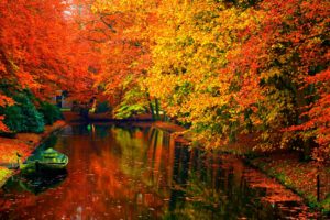autumn, Fall, Season, Nature, Landscape, Leaf, Leaves, Color, Seasons, Tree, Forest