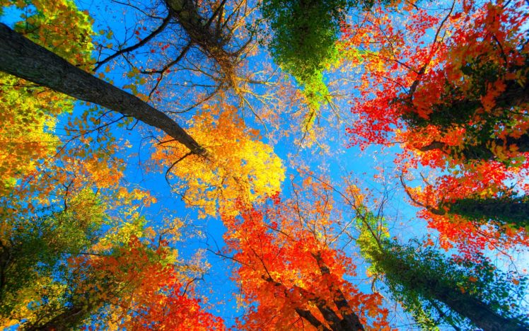 autumn, Fall, Season, Nature, Landscape, Leaf, Leaves, Color, Seasons, Tree, Forest HD Wallpaper Desktop Background