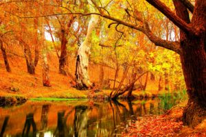 autumn, Fall, Season, Nature, Landscape, Leaf, Leaves, Color, Seasons, Tree, Forest