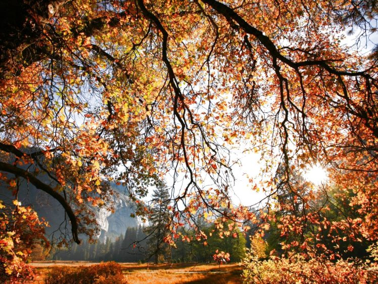 autumn, Fall, Season, Nature, Landscape, Leaf, Leaves, Color, Seasons, Tree, Forest HD Wallpaper Desktop Background