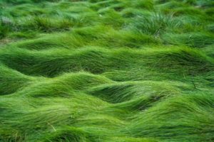 sea, Grass