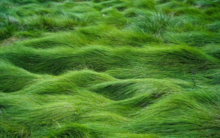 sea, Grass HD Wallpaper Desktop Background