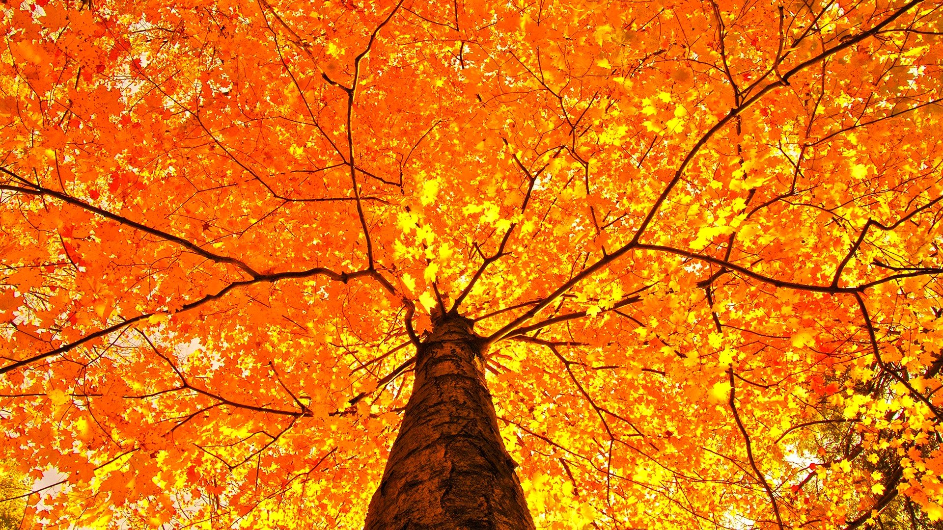 autumn, Fall, Season, Nature, Landscape, Leaf, Leaves, Color, Seasons ...
