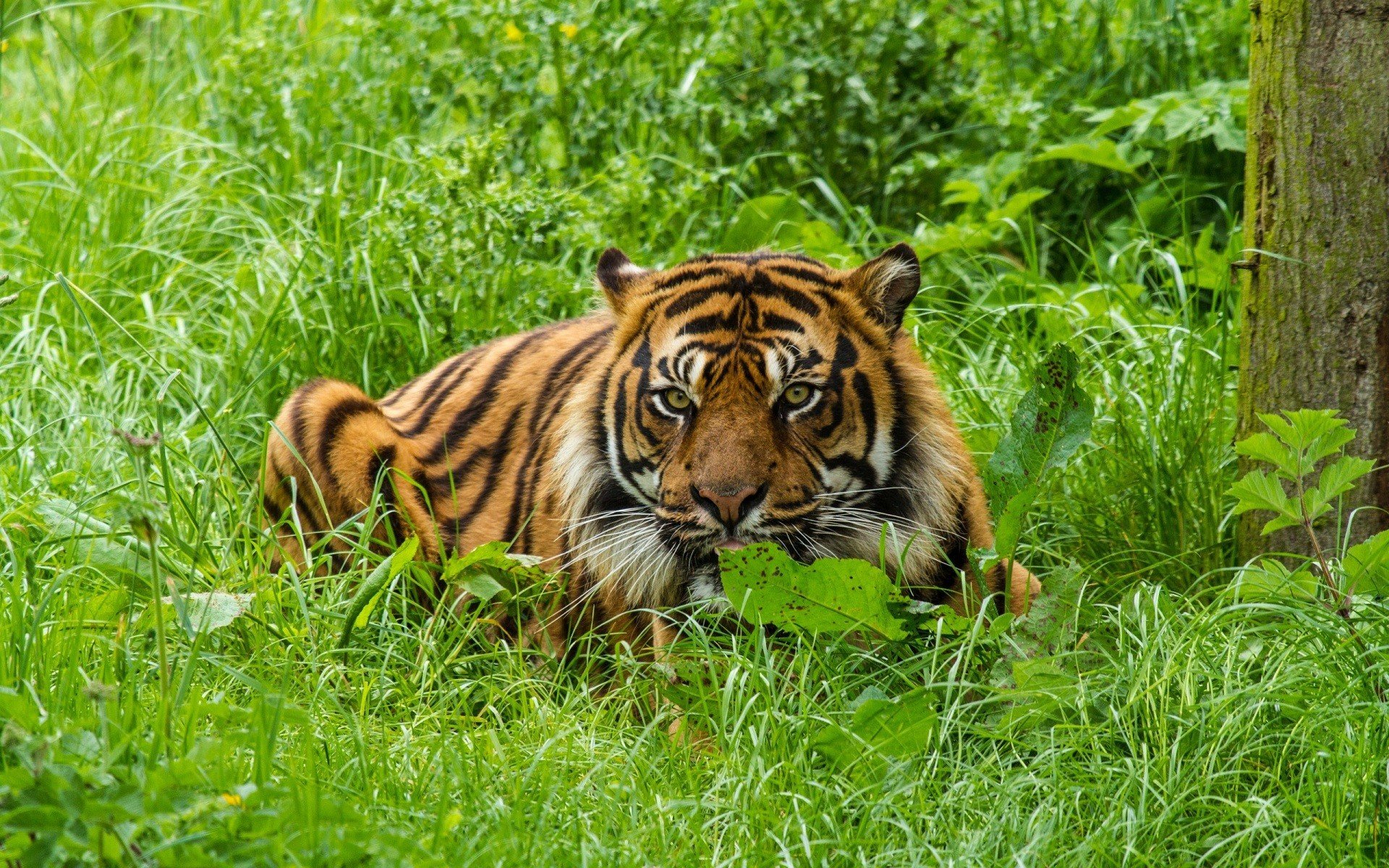 tiger Wallpaper