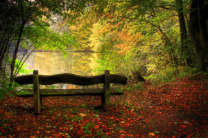nature, Viewed, From, A, Bench