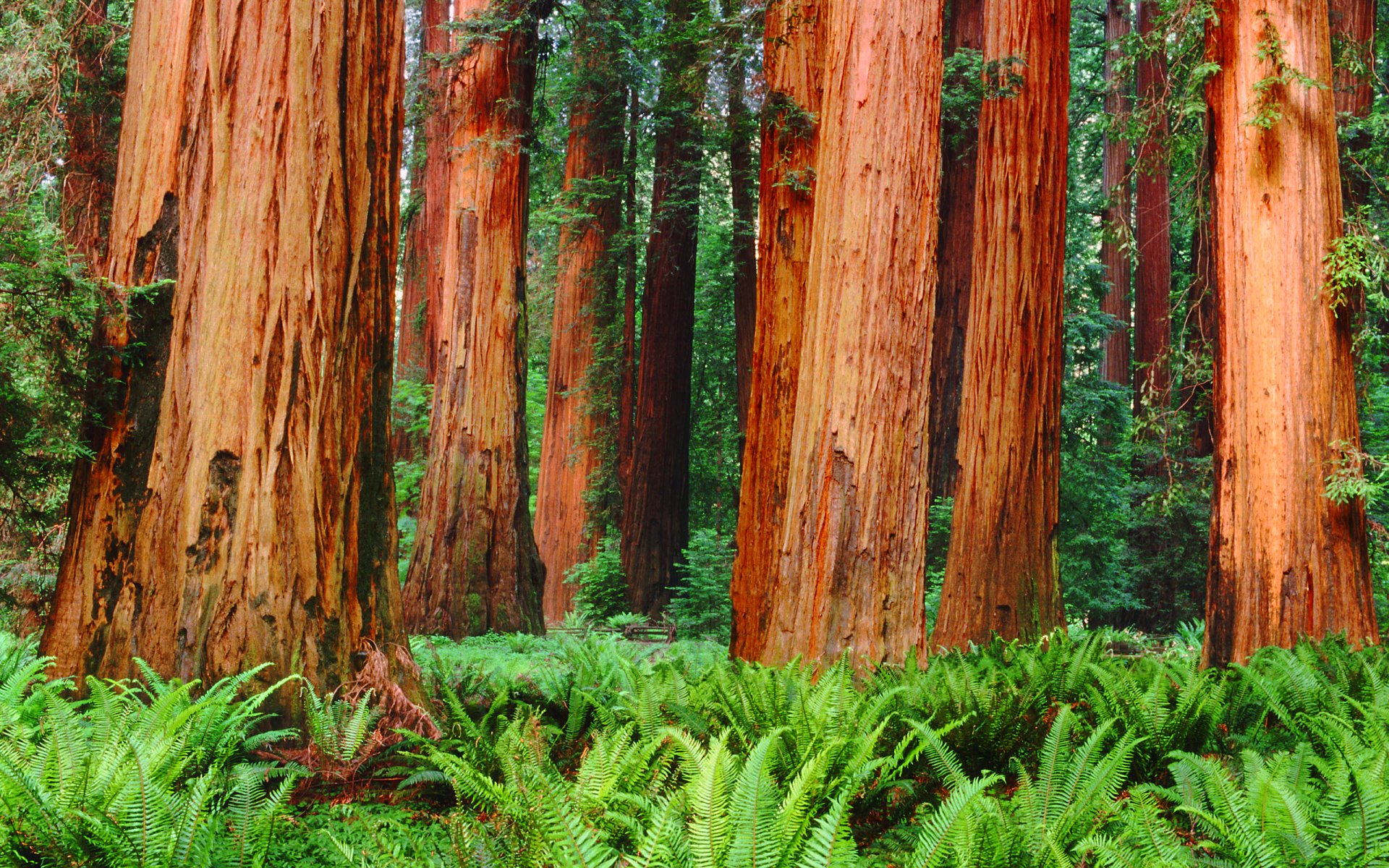 forest, Trees, Nature, Landscape, Tree Wallpaper