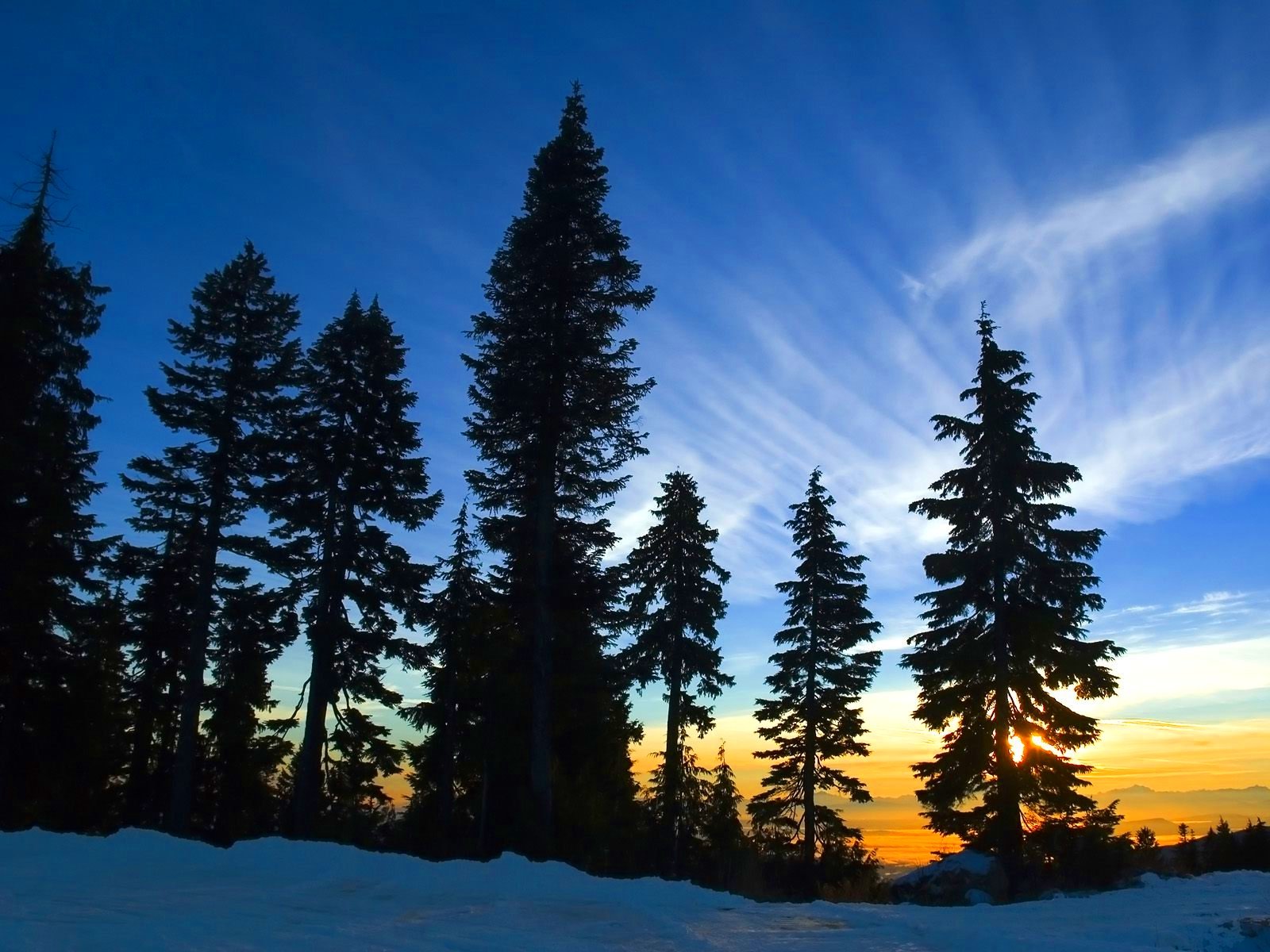 forest, Trees, Nature, Landscape, Tree Wallpaper