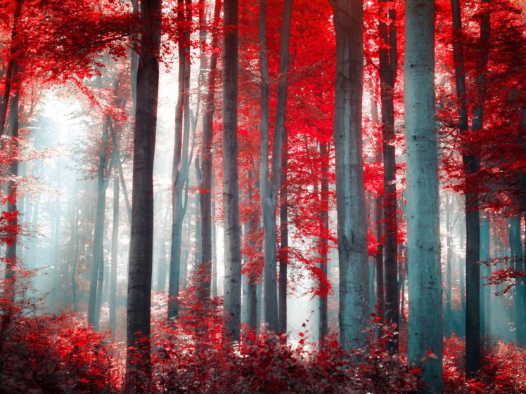 forest, Trees, Nature, Landscape, Tree HD Wallpaper Desktop Background