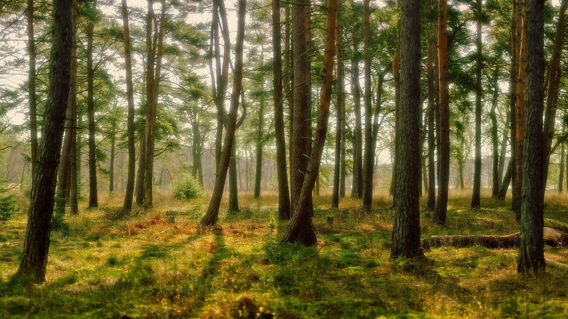 forest, Trees, Nature, Landscape, Tree Wallpaper