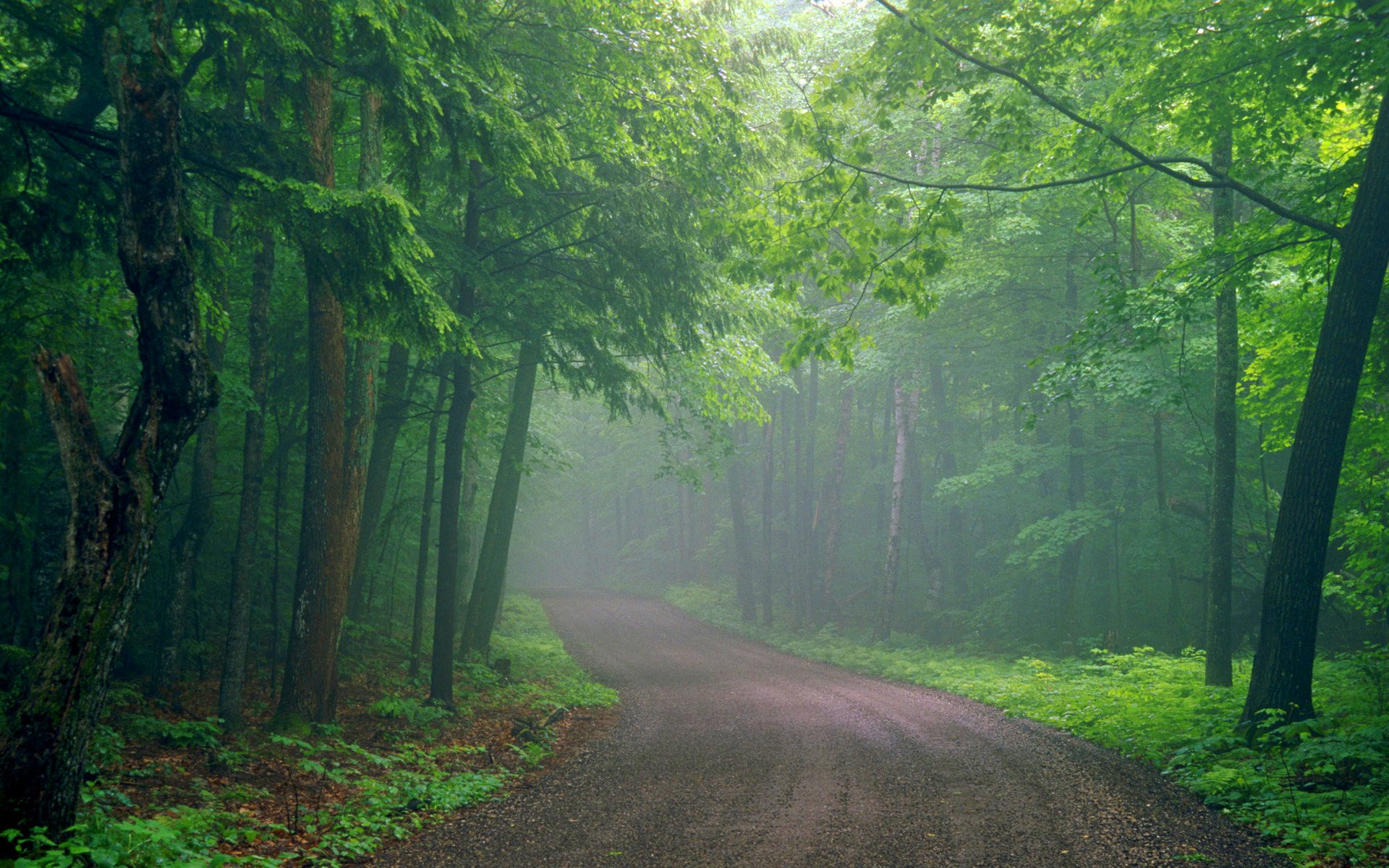 forest, Trees, Nature, Landscape, Tree Wallpaper