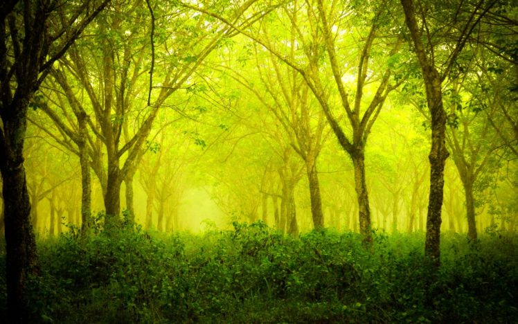 forest, Trees, Nature, Landscape, Tree HD Wallpaper Desktop Background