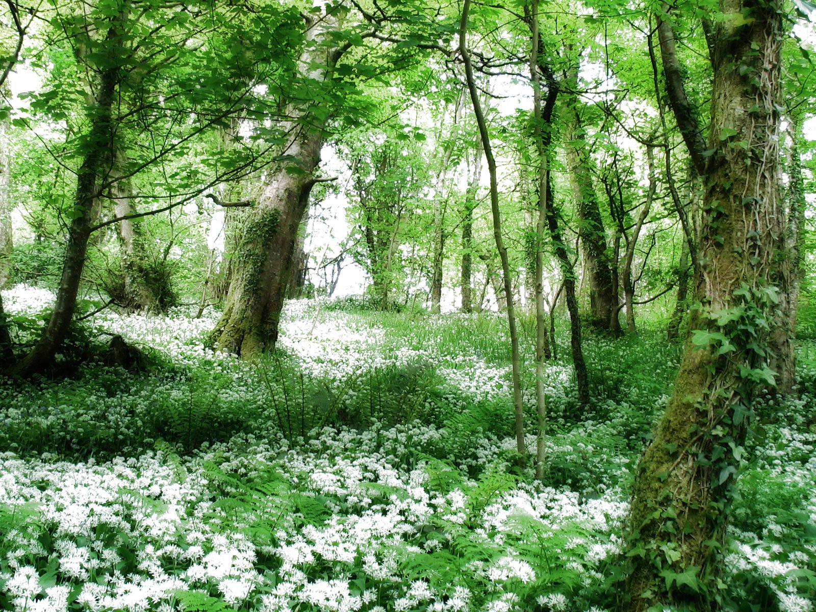 forest, Trees, Nature, Landscape, Tree Wallpaper