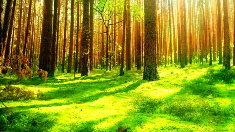 forest, Trees, Nature, Landscape, Tree HD Wallpaper Desktop Background