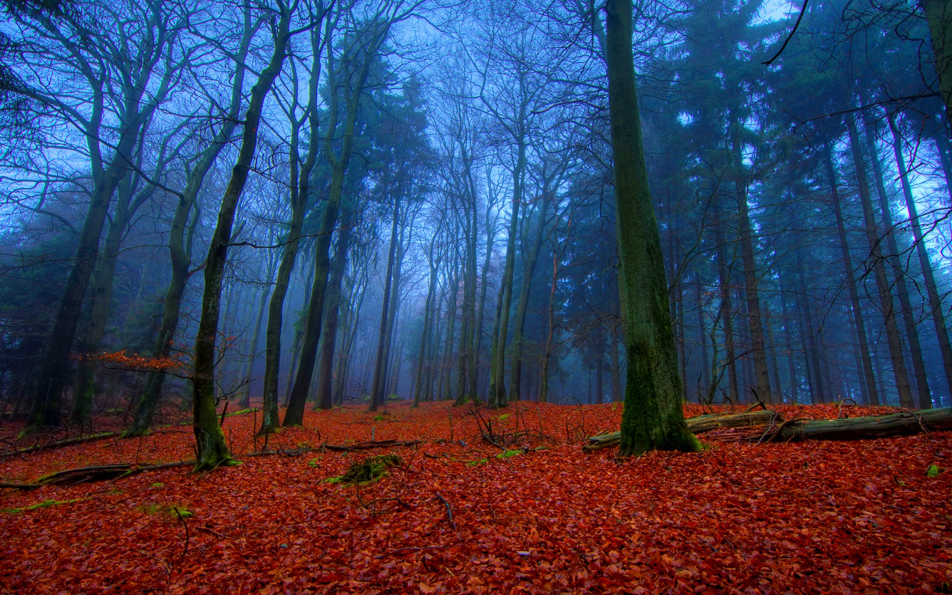 forest, Trees, Nature, Landscape, Tree Wallpaper