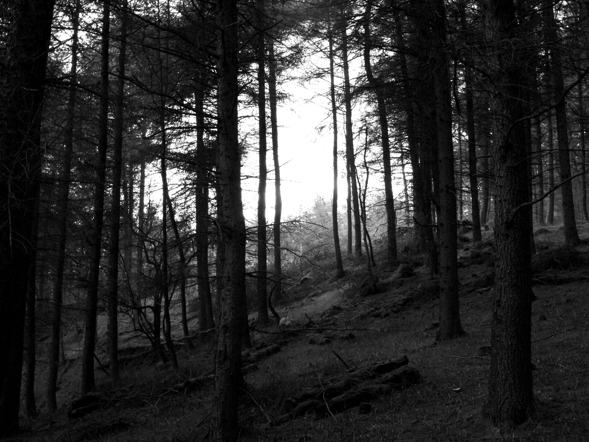 forest, Trees, Nature, Landscape, Tree Wallpaper