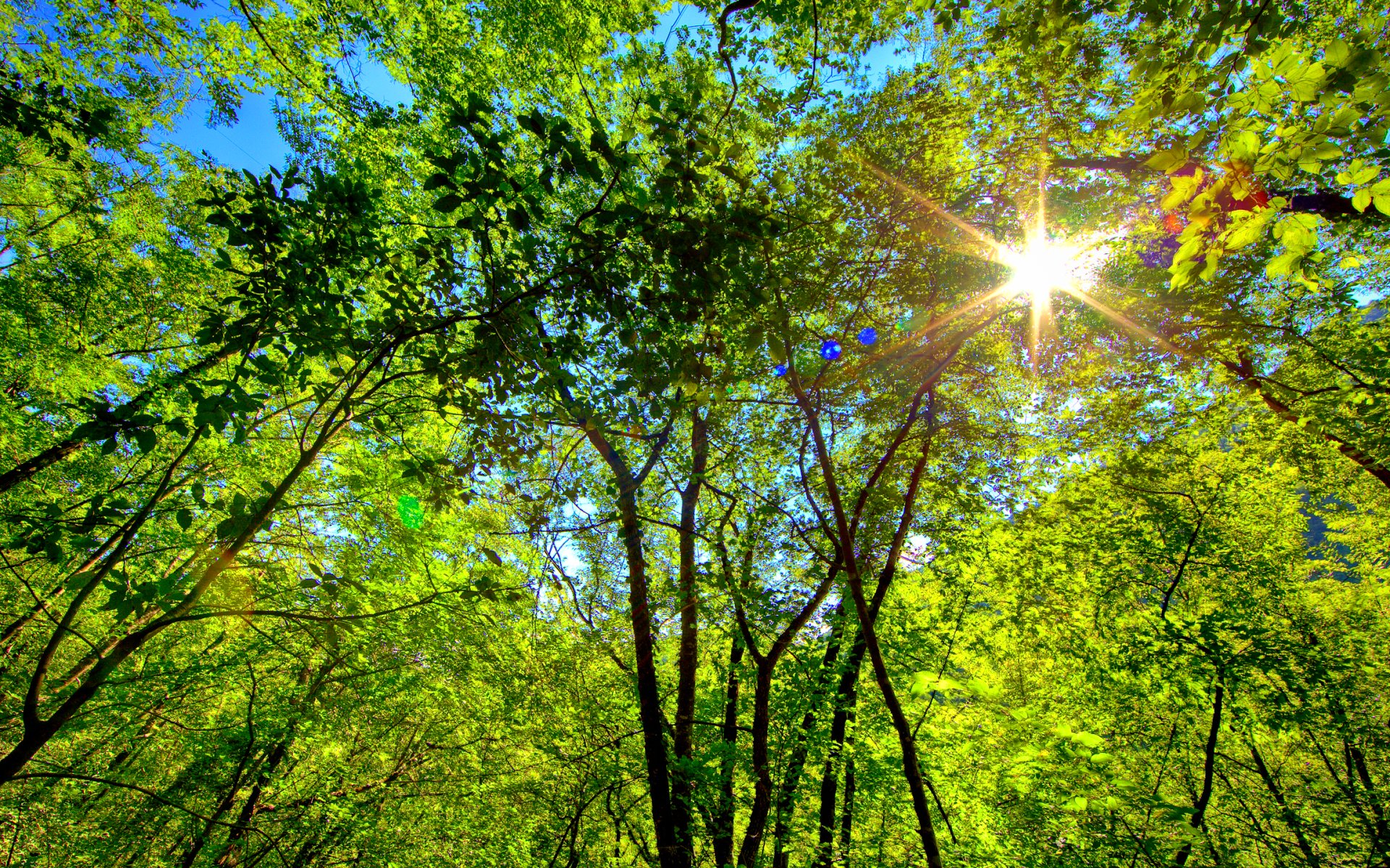 forest, Trees, Nature, Landscape, Tree Wallpaper