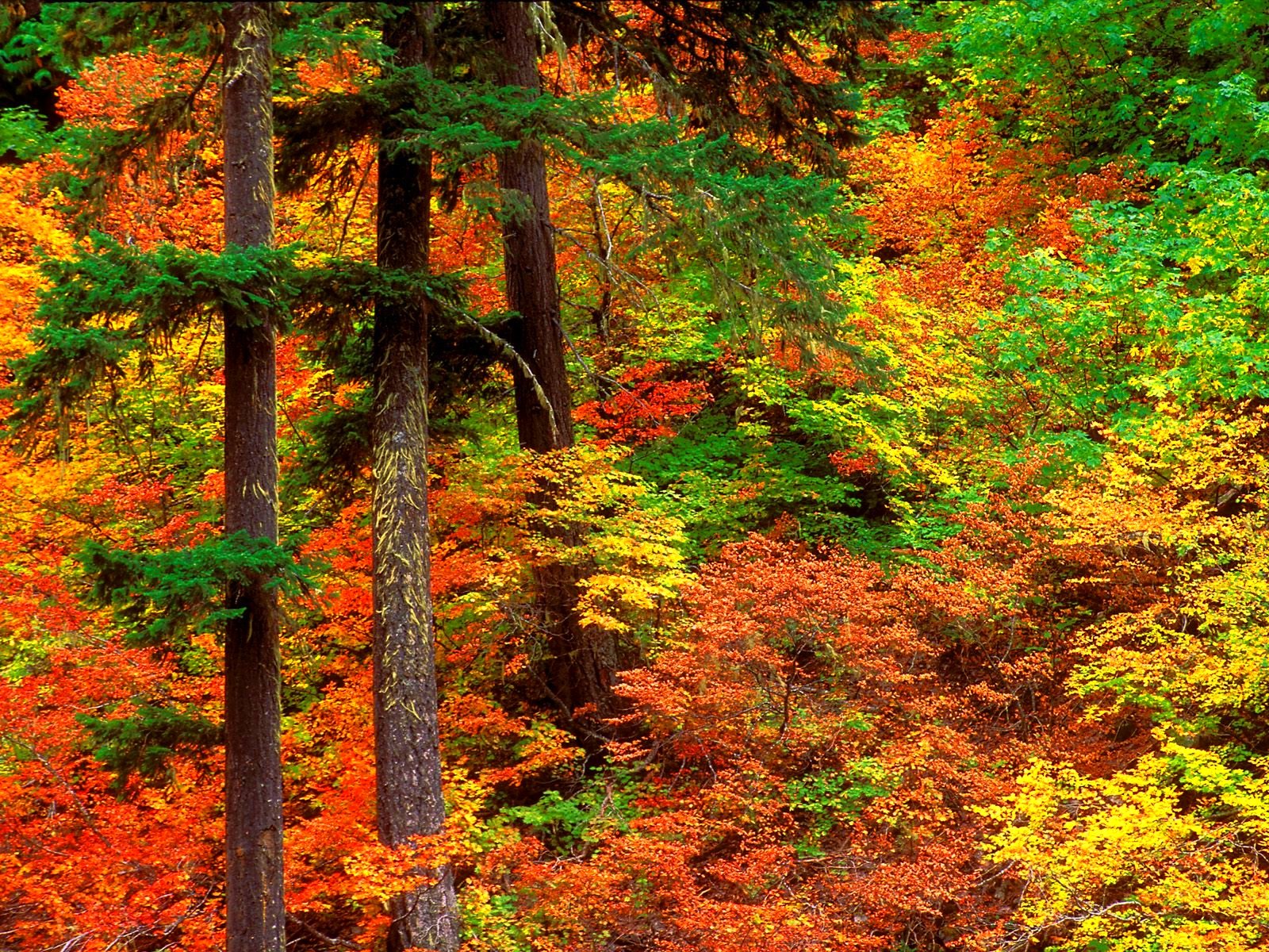 forest, Trees, Nature, Landscape, Tree Wallpaper